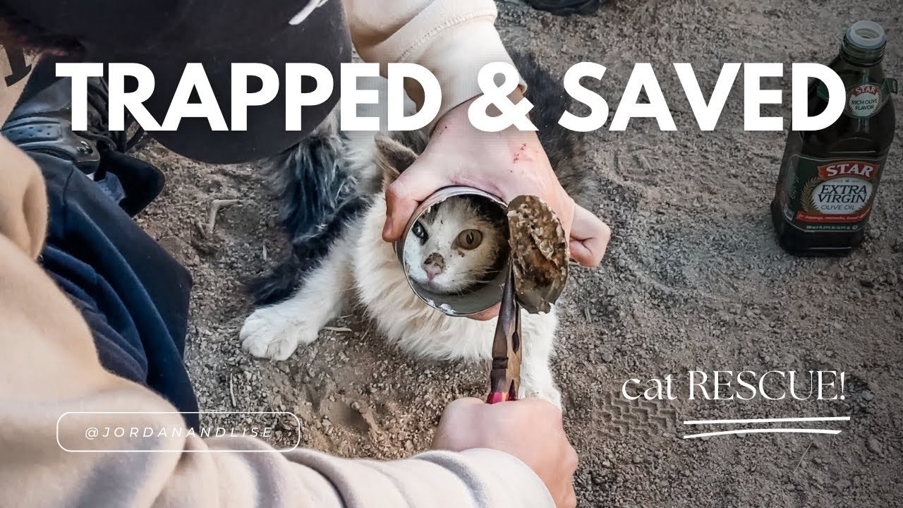 Man Saves Cat in the Desert