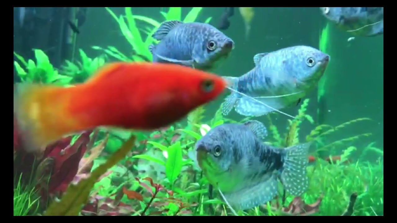 Black molly tank (