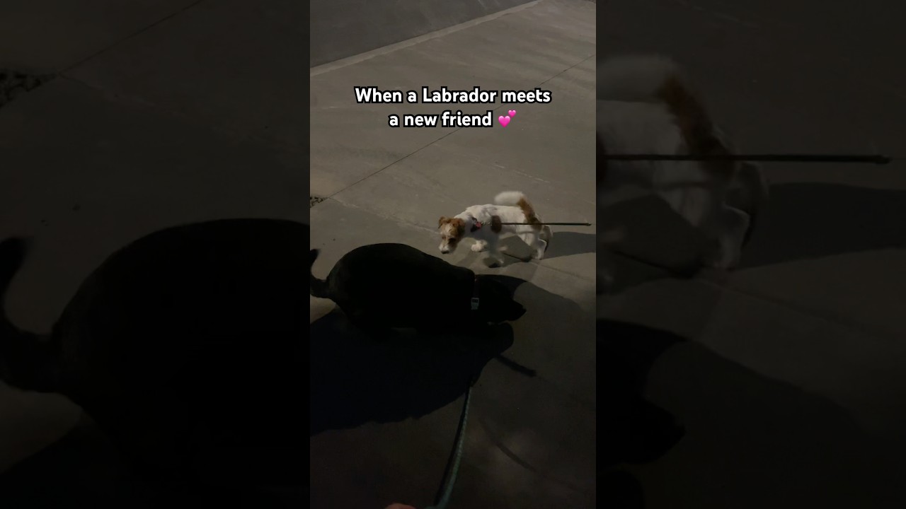 When a Labrador meets a new friend 💕