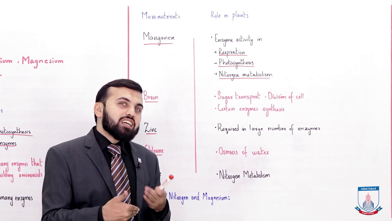Class 9 - Biology - Chapter 8 - Lecture 02 Macro Nutrients role - Allied Schools