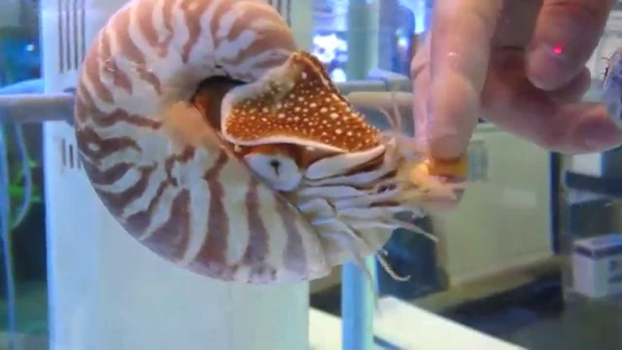 Nautilus em aqu&aacute;rio