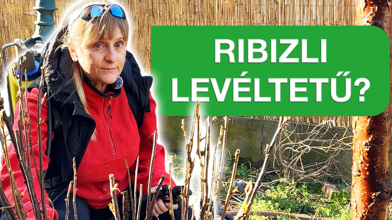 Ribizli piros foltokkal? 🚨🌿 Így védd meg ribizlit a levéltetűtől!