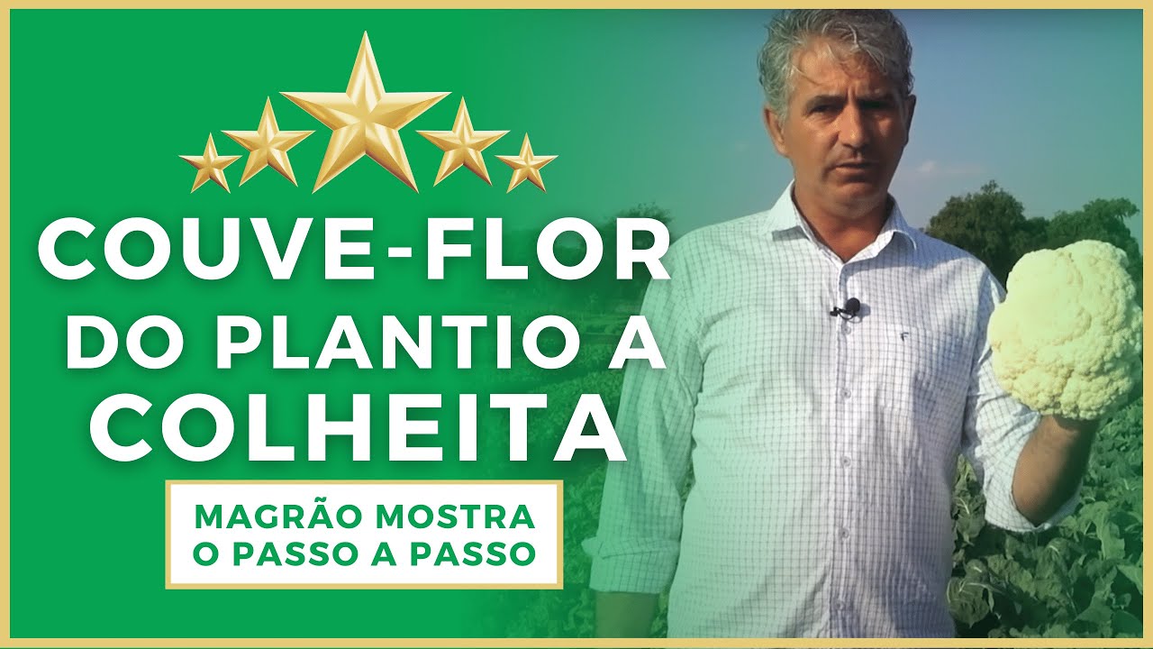 COUVE-FLOR: DO PLANTIO A COLHEITA - PASSO A PASSO PARA UM FRUTO EXCELENTE