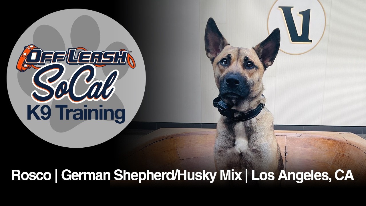 German Shepherd/ Husky Dog Training | Roscoe | Los Angeles, CA