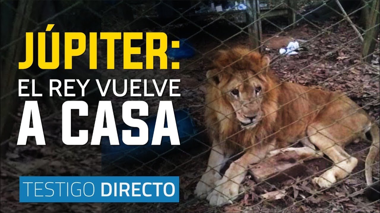 Júpiter: el león que conmovió a Colombia por su abandono, regresa a casa - Testigo Directo