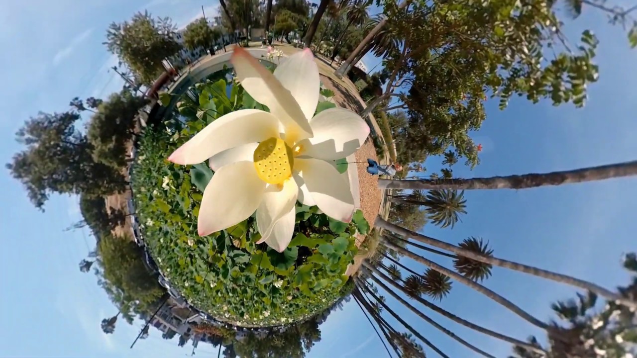Swooping Around Los Angeles: 360&deg; Video