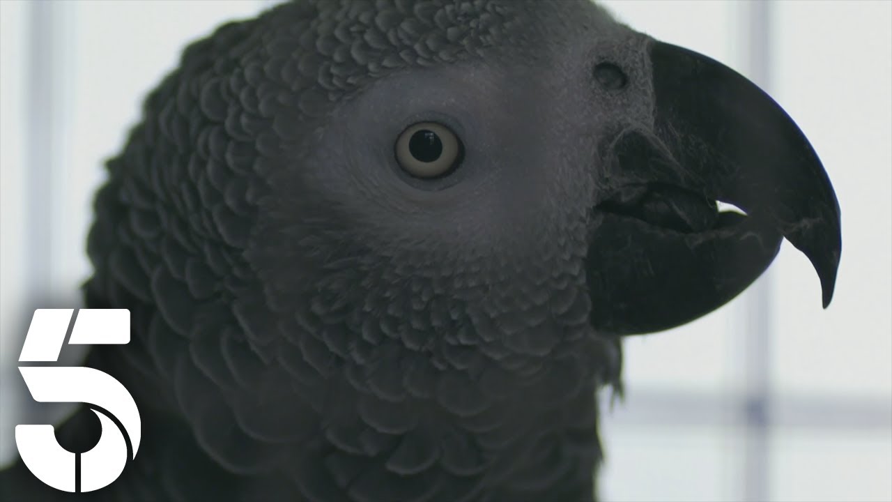 Parrot The Grey African Parrot Gets Adopted | The Highland Vet | Channel 5
