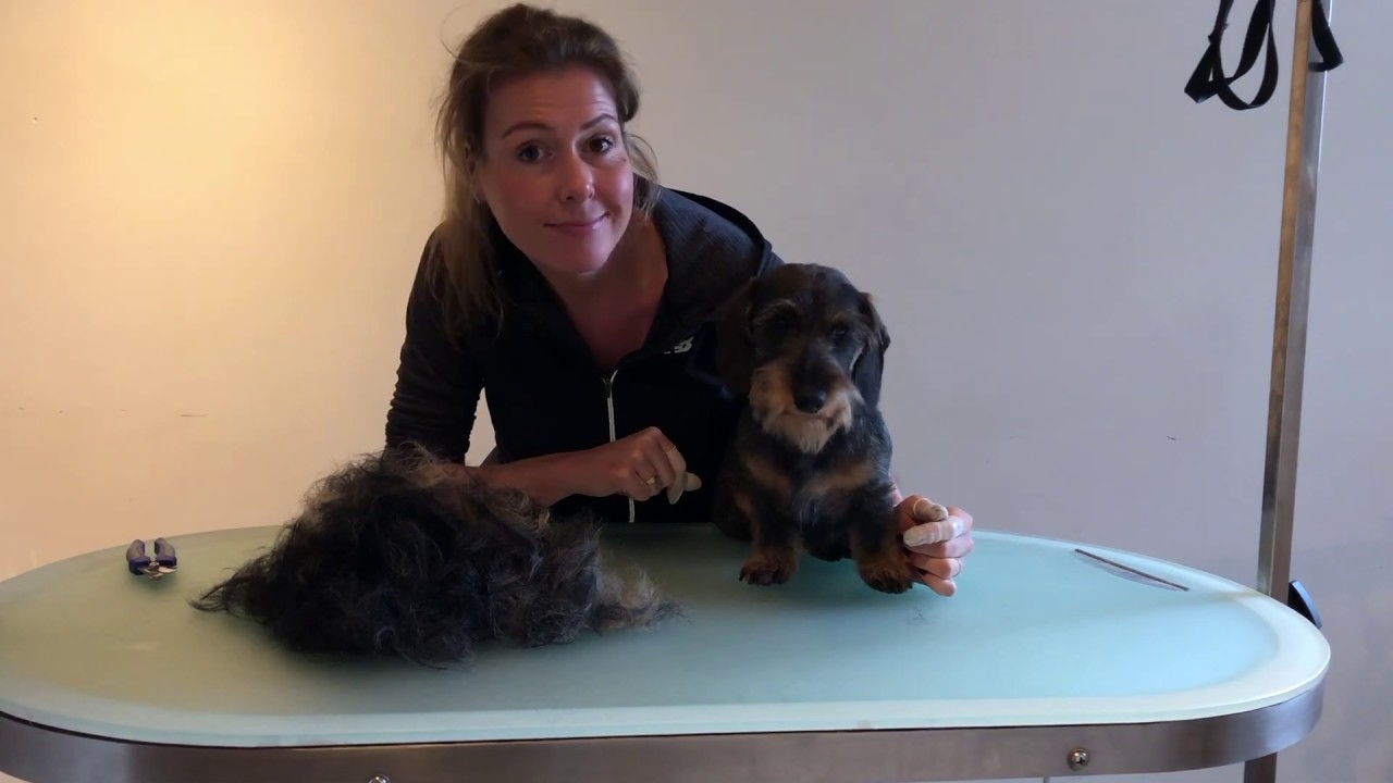 Dachshund plukken