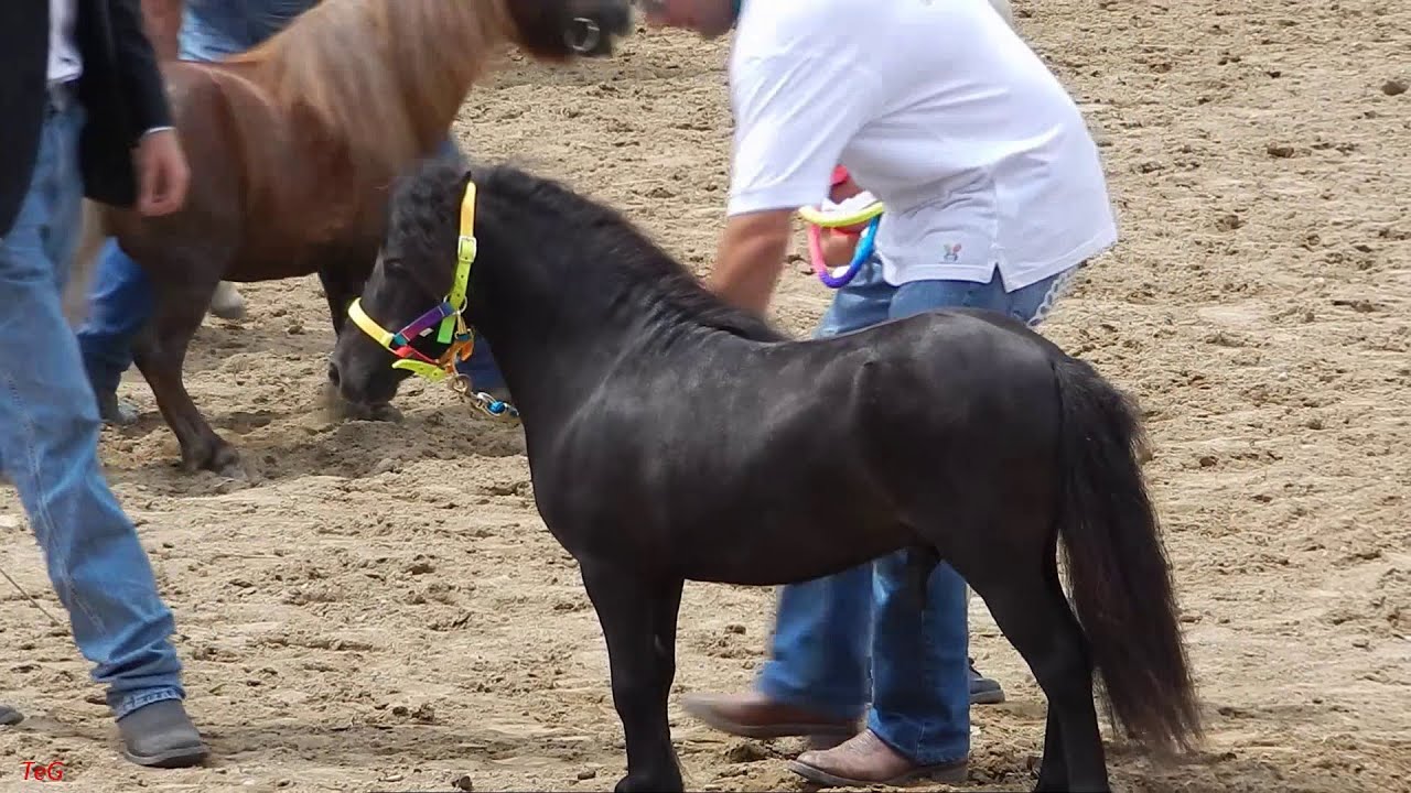 Grande fiera equina Ivrea San Savino 2014 - Pony - valutazione cavalli - parte 2