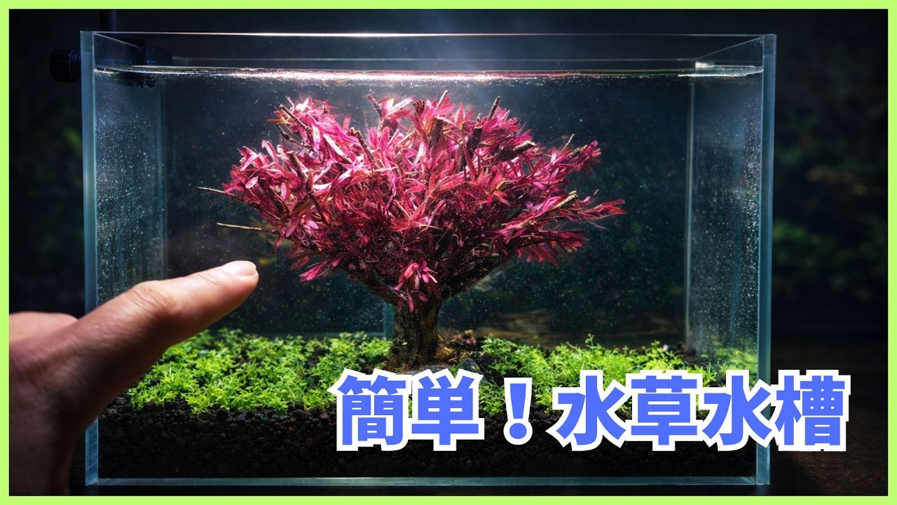 小さな水槽に美しい森を作る方法｜簡単アクアリウムレイアウト