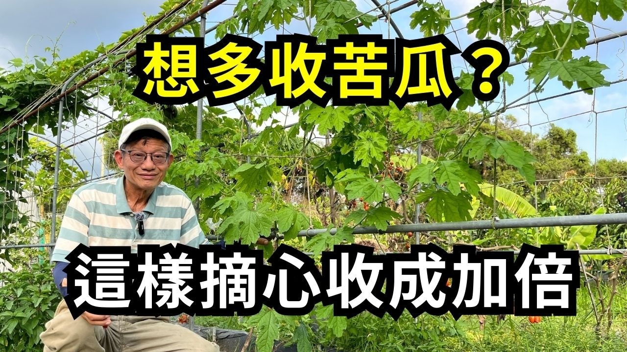 苦瓜子蔓要不要摘心？小心錯過摘心時機，在對的時間摘心，可以讓苦瓜長的大又多| 阿星種植