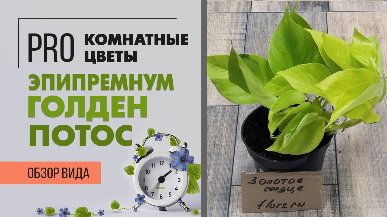 Эпипремнум Голден Потос. Обзор сорта. Эпипремнум и сциндапсус - одно и то же или нет