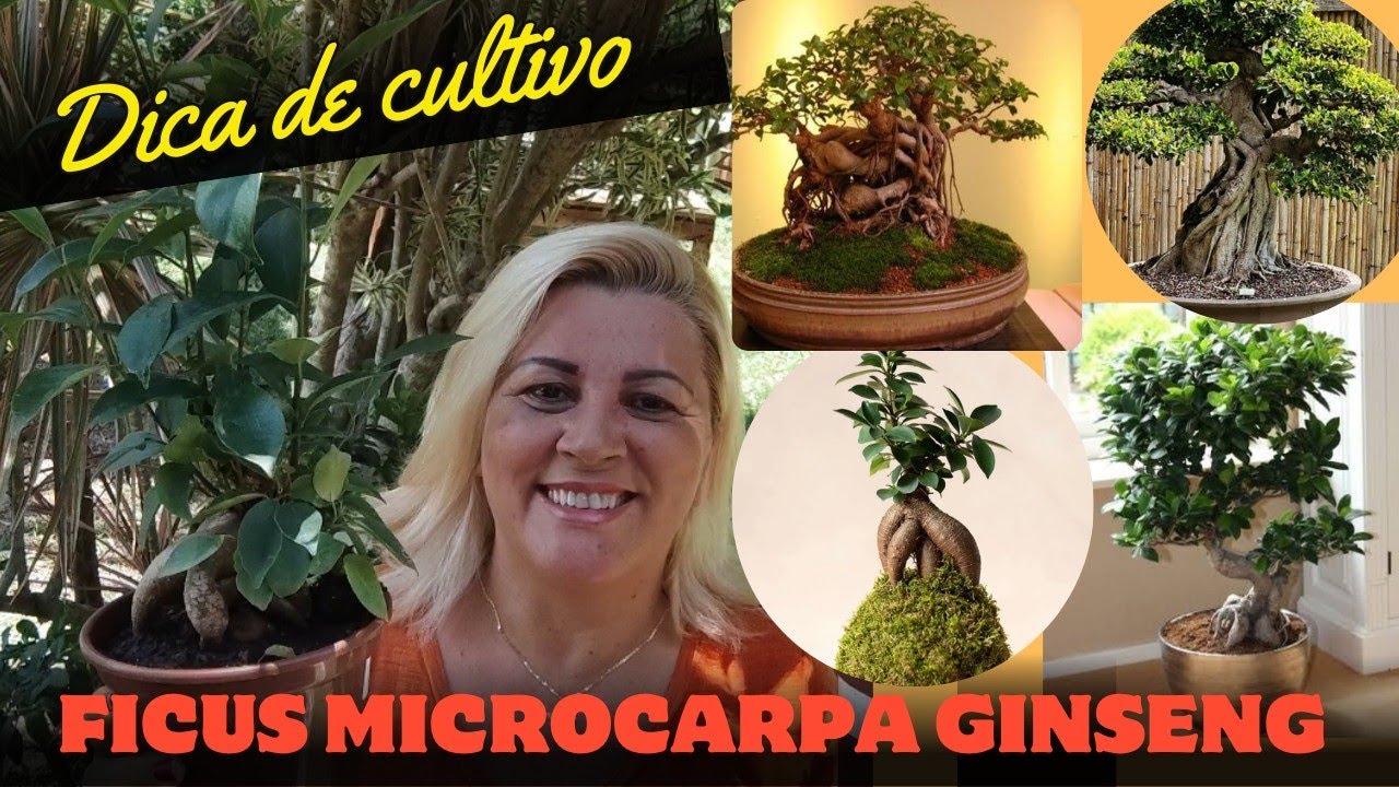 Ficus ginseng - conhece essa planta ? como fazer mudas substrato e replantio  mais dicas