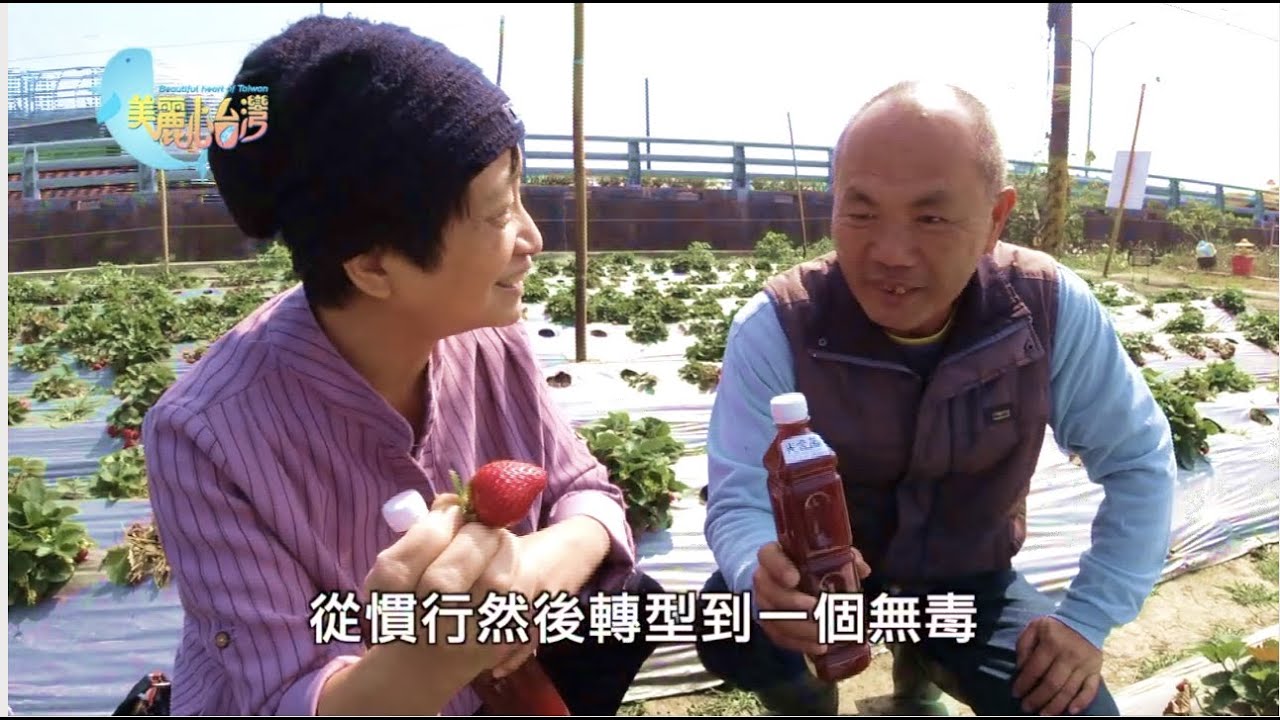 【嘉義大林】大林無毒草莓｜用心的產業｜412｜#美麗心台灣