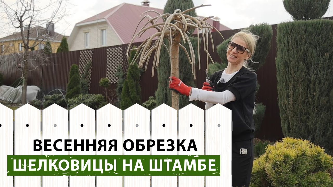 Шелковица на штамбе: секреты идеальной обрезки для пышной кроны! Когда обрезать шелковицу?