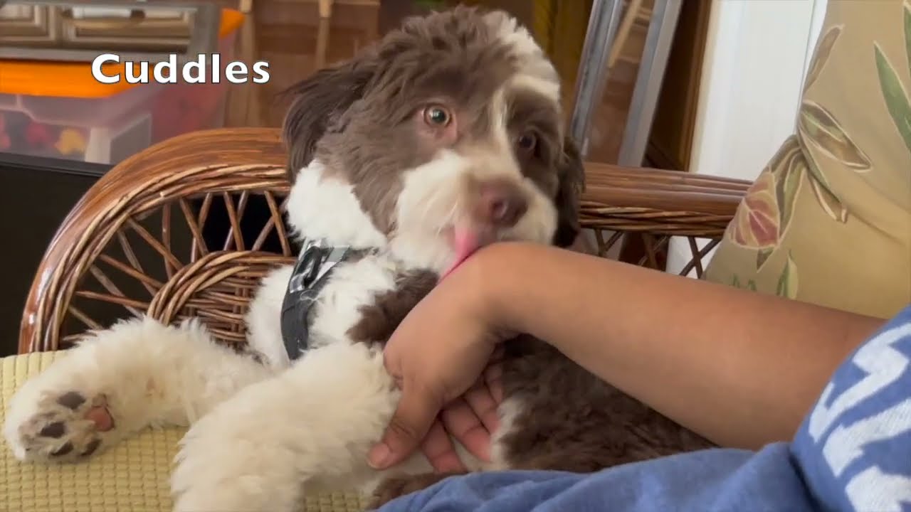 A Day in The Life of Coco, the Mini Aussiedoodle!