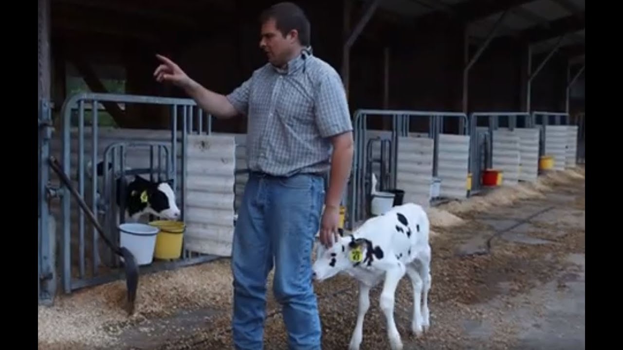 Calf Hutch versus  Open Front Calf  Dairy Barn.