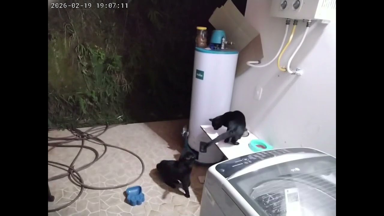 Nueva historia gatuna en el patio…🤓Llegó un nuevo gatito negro a la finca, casi igualito a Zeus 🐈‍⬛