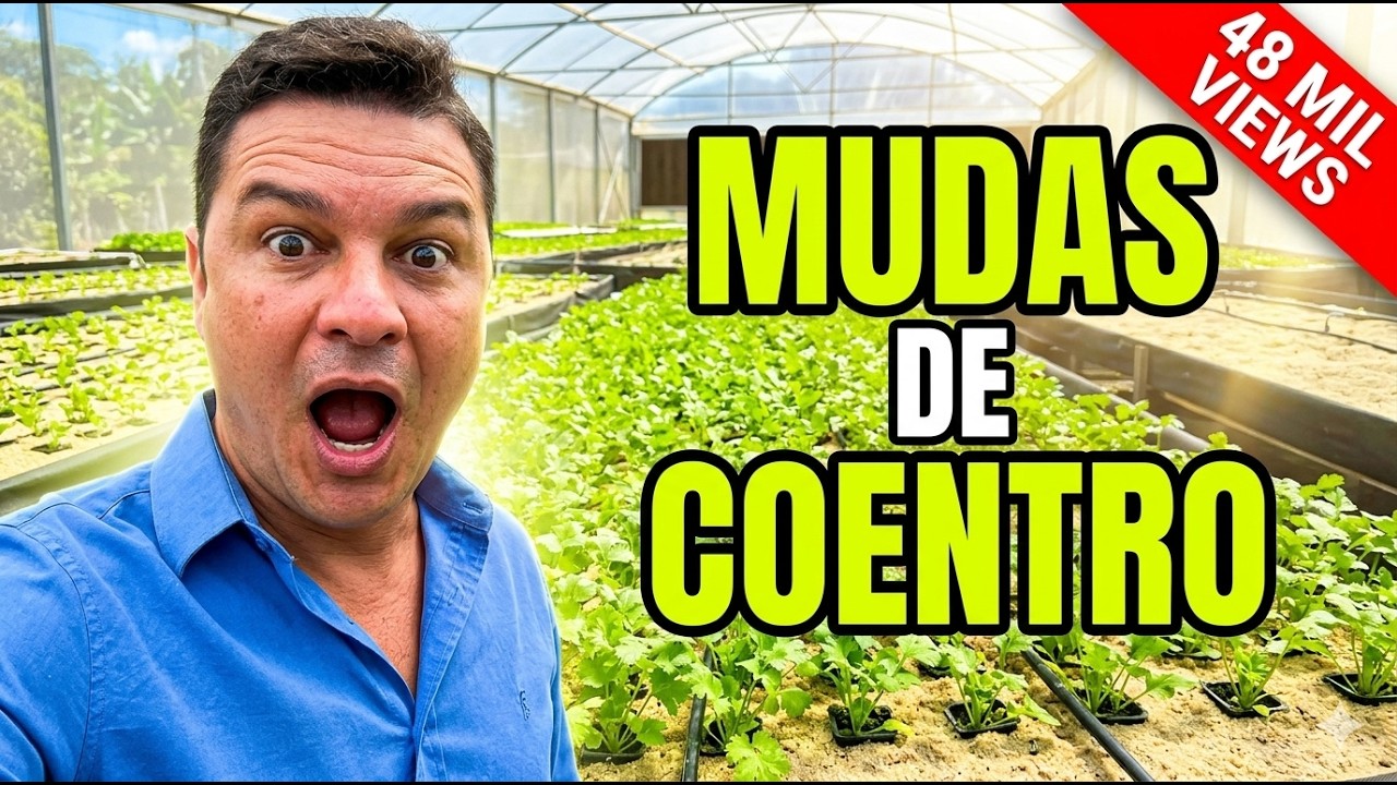 Como fazer mudas de coentro