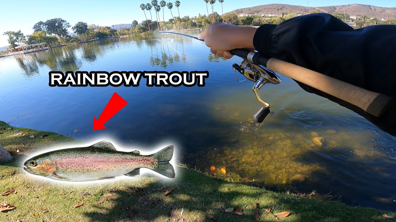 SAN DIEGO TROUT! | Santee Lakes Trout Fishing