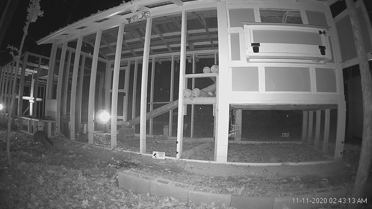 Racoon testing out the electrical fence