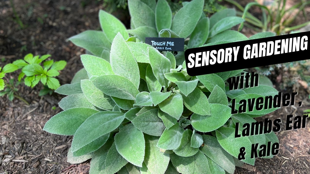 Sensory Garden Tour with Lavender, Lambs Ear & Kale || Modest Vegan Chik
