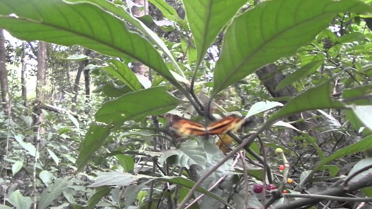 Heliconidae reproduzindo