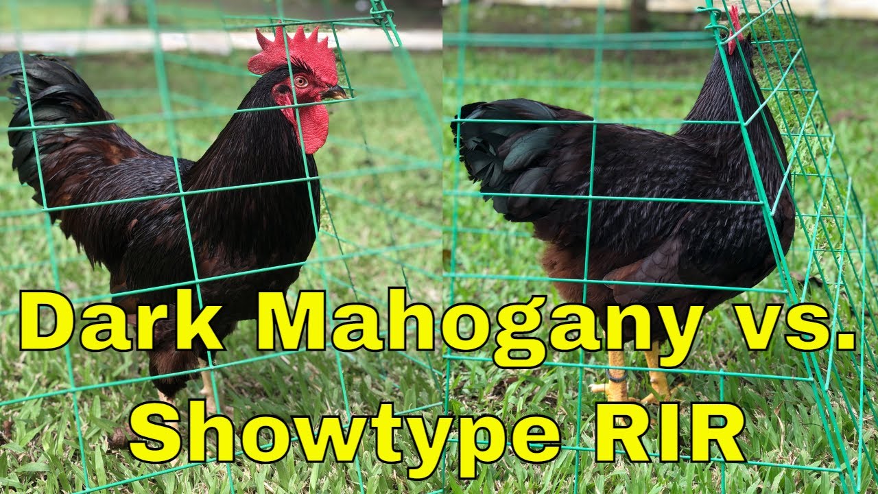 Rhode Island Red (RIR) Chickens Philippines - Dark Mahogany vs. Showtype RIR