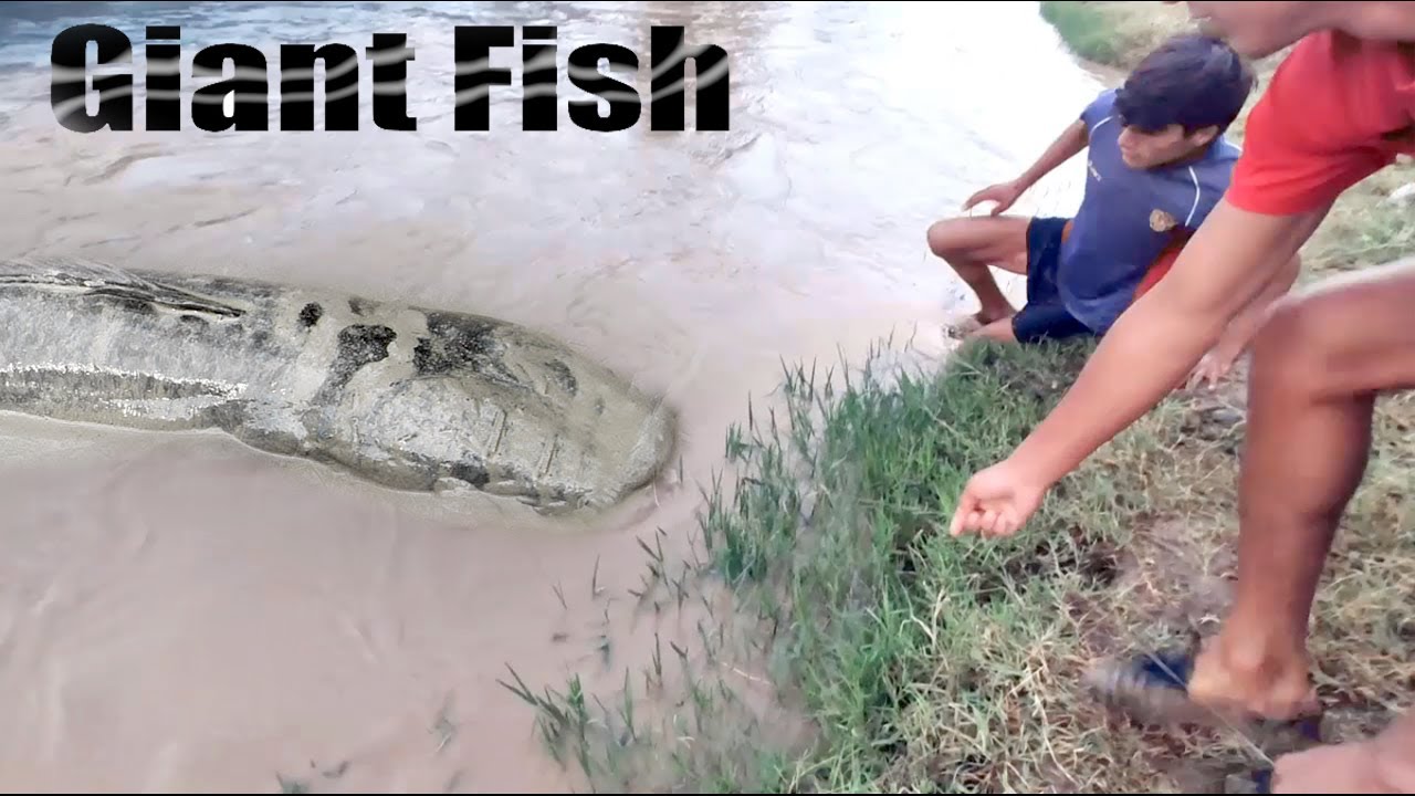 An Amazing Man and a smart Boy catch a Giant Fish