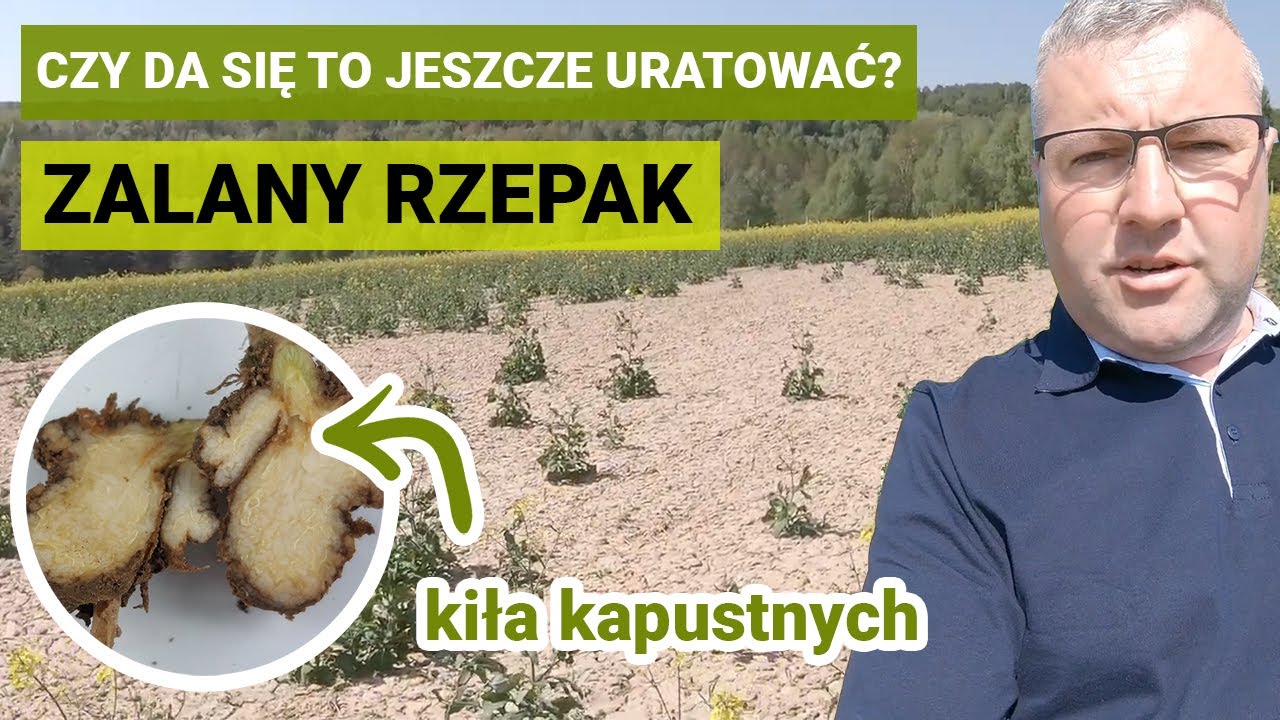 Czy warto ratować ten rzepak? Ochrona fungicydowa w rzepaku  | TRESO