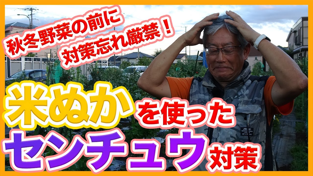 家庭菜園や農園の秋冬野菜栽培の前に！米ぬかでセンチュウ対策！根コブ病解消など害虫対策を解説！/Tips to prevent clubroot disease in winter vegetables