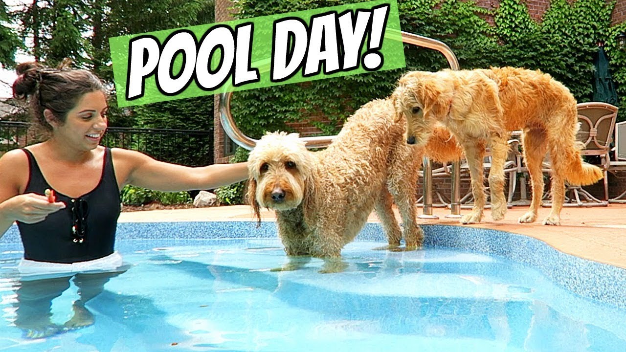 PUPPY'S FIRST POOL DAY!