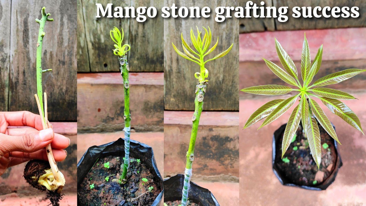 Stone grafting on mango tree | mango grafting techniques | how to graft mango tree
