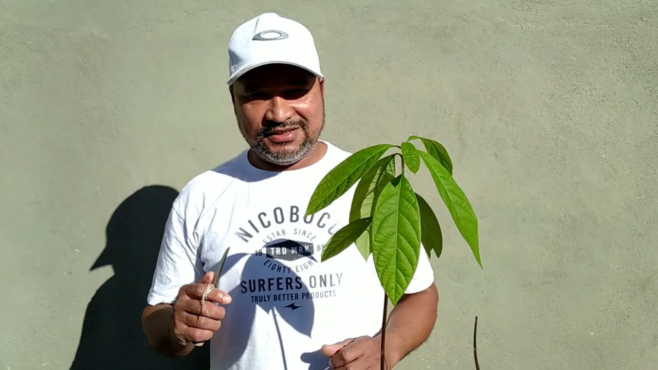 Relembrando o enxerto de abacate, e mostrando o resultado da Alporquia