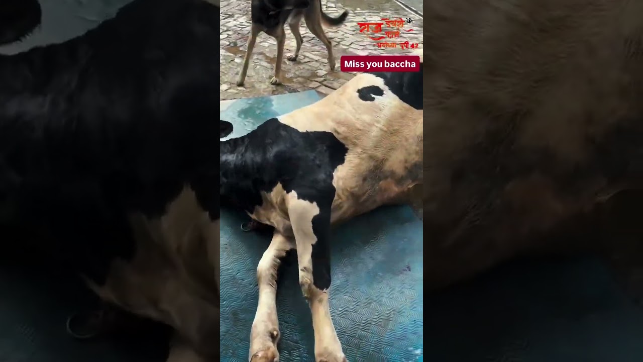 #rajdairyfarmayodhyaup42 #cow #dairyfarm #digital #dairyproducts #farming #trending #shortvideo