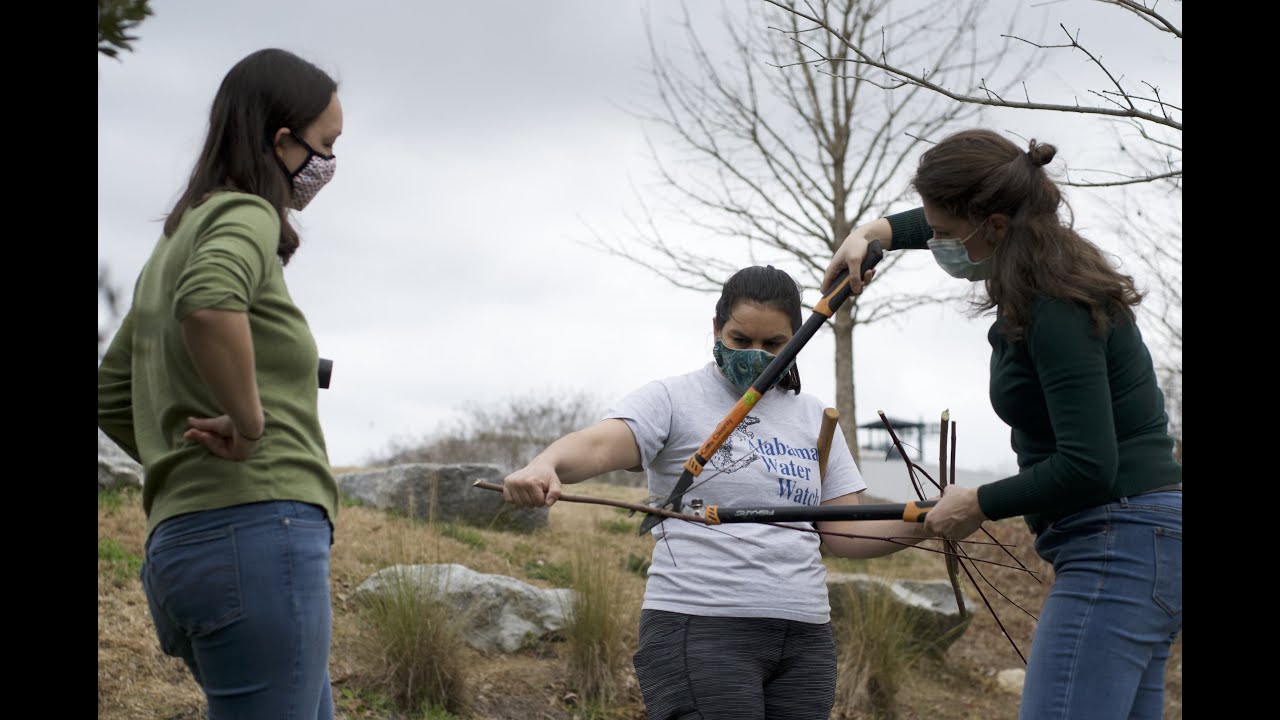 Guide to Harvesting and Planting Live Stakes for Stream Restoration