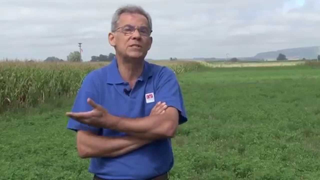 Claves para la siembra de pasturas perennes y verdeos de invierno