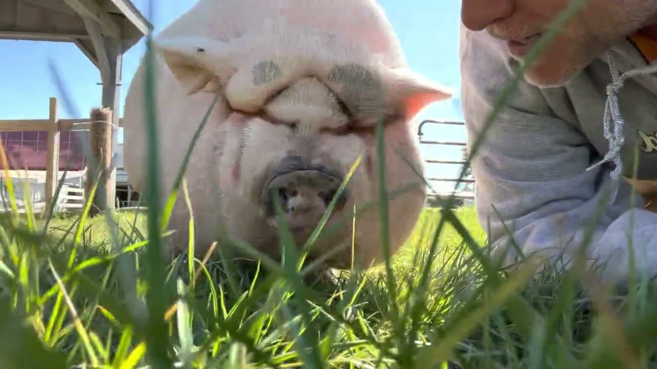 New Rescue Pig Paulie is a LOVE