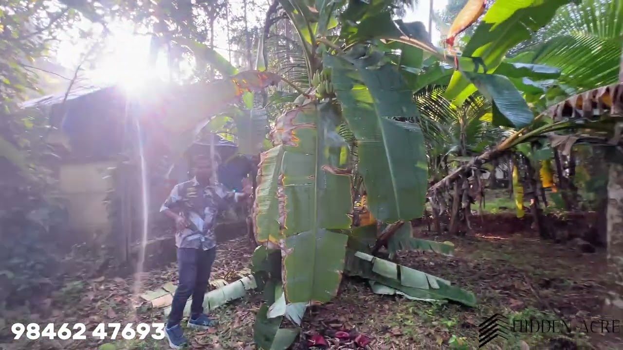 കോഴിക്കോട് ജില്ലയിലെ നരിക്കുനിയിൽ വീട് വയ്ക്കാൻ അനുയോജ്യമായ 35 സെൻറ് സ്ഥലം വിൽപ്പനക്ക്