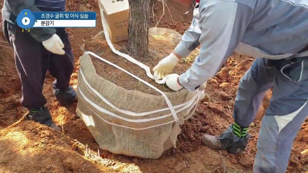 조경수 굴취 및 이식 5 : 분감기