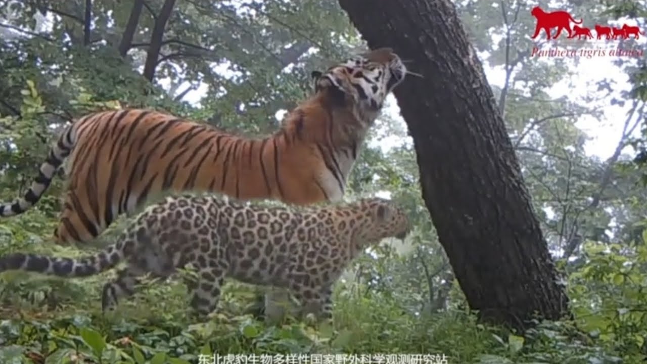 Siberian tiger and Amur leopard