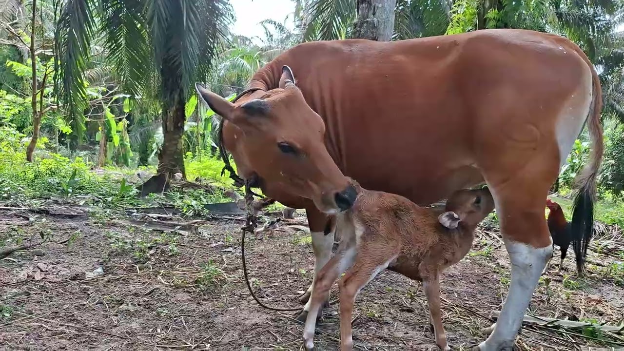 ANAK SAPI SEHAT DAN LUCU