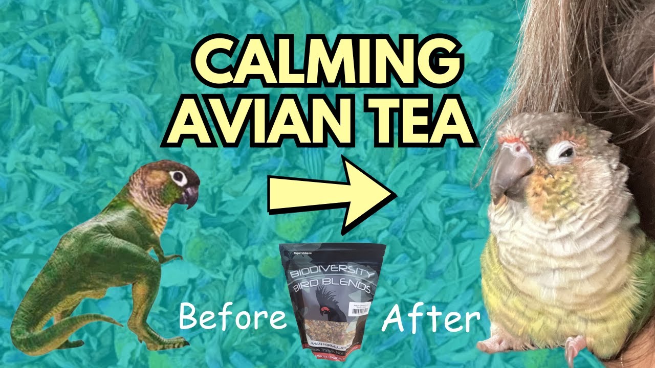 Why Your Bird Might Need This Tea | Biodiversity Bird Blends Avian Tea @BirdNerdSophie
