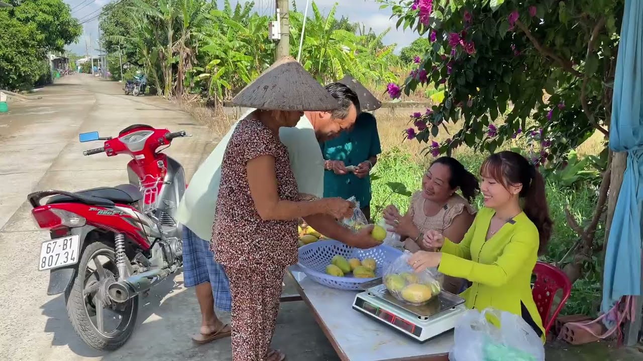 Cùng Mợ Sáu Bán Xoài Chín Cho Bà Con / Nhà Quê #507