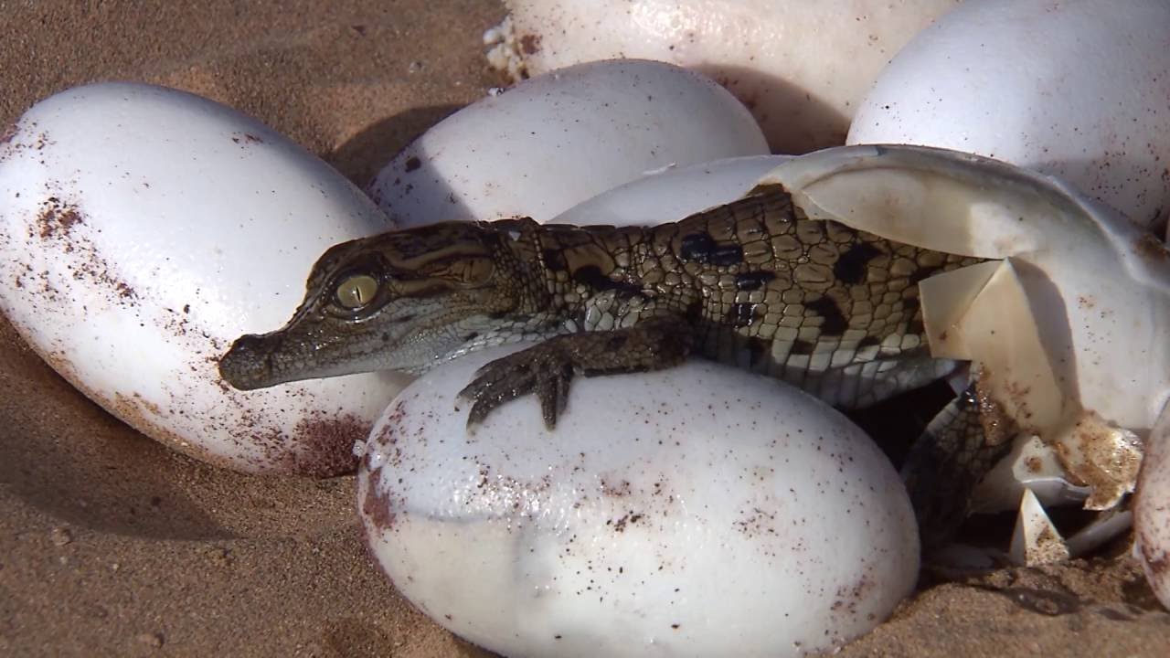 Live : Naissance des premiers crocodiles du Nil au Maroc