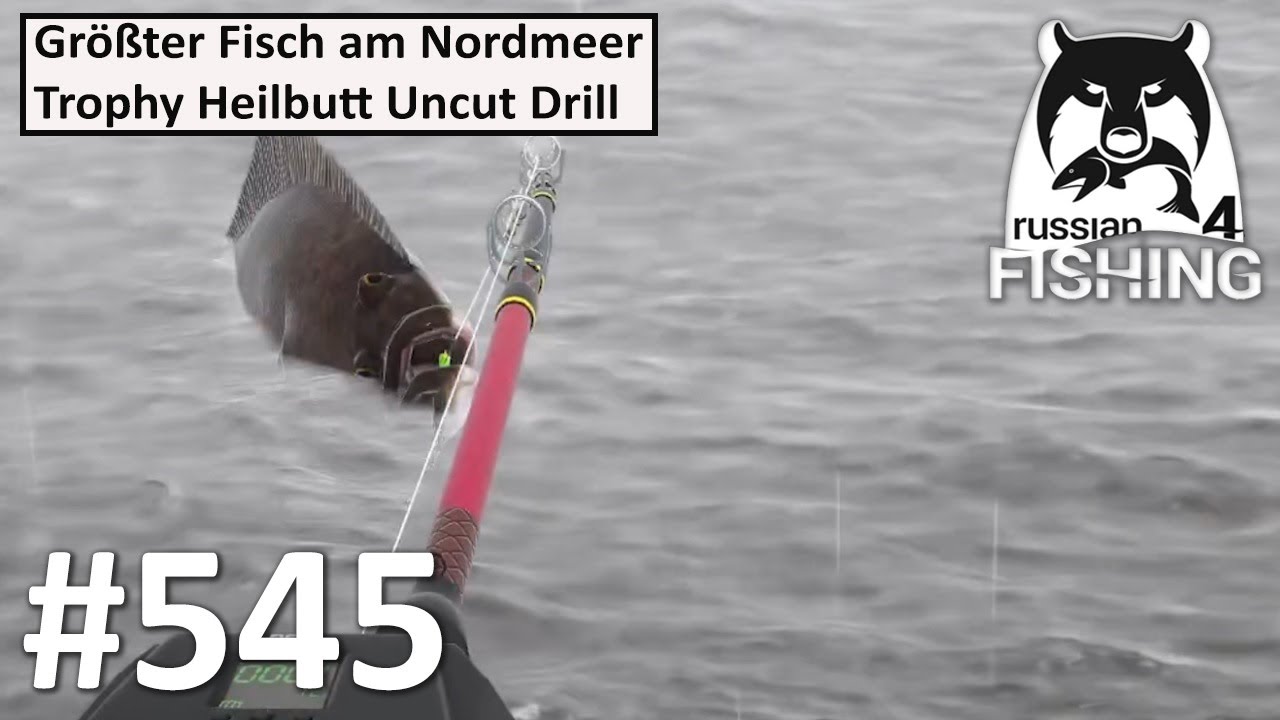 Mein Größter Fisch am Nordmeer Trophy Heilbutt Uncut Drill | Russian Fishing 4 545# | Deutsch | UwF