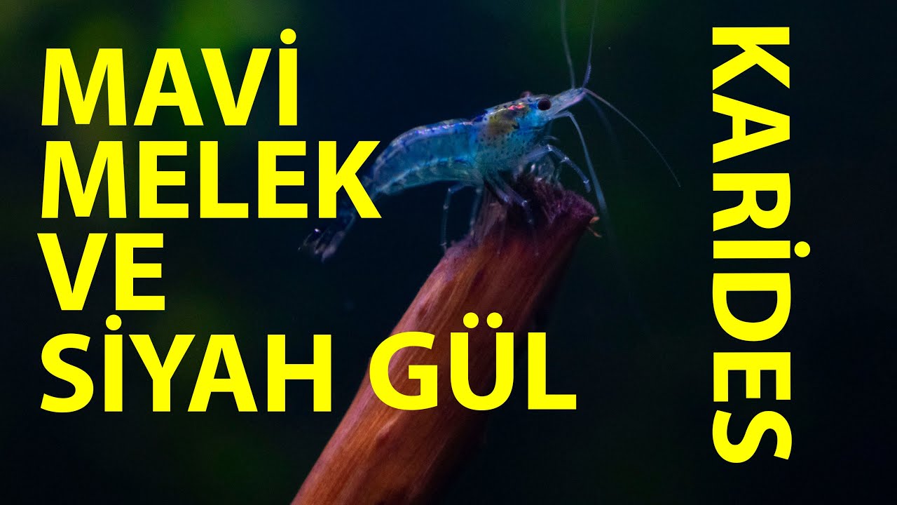 SİYAH GÜL VE MAVİ MELEK NEOCARİDİNA KARİDESLERİM! BİR AYLIK GELİŞİM VE YUMURTA TOPLAYAN FATMAGÜL!