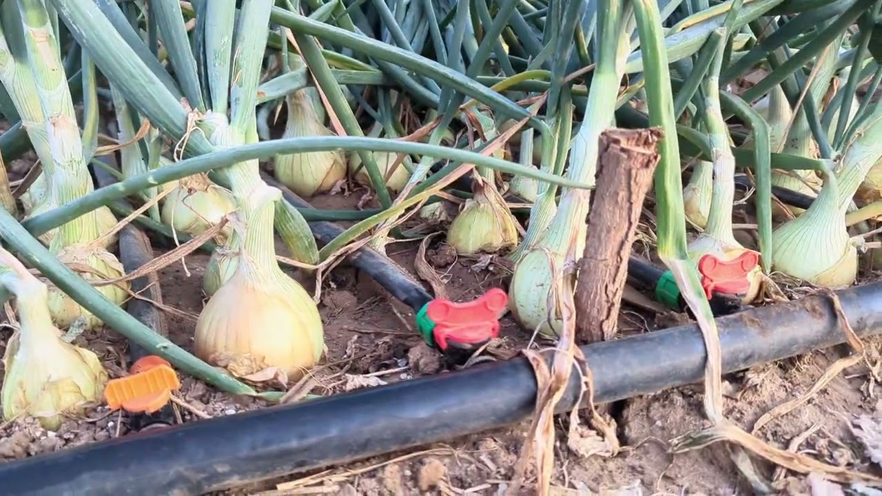 Zambia Onion Farming 🧅 Day 90 of 90