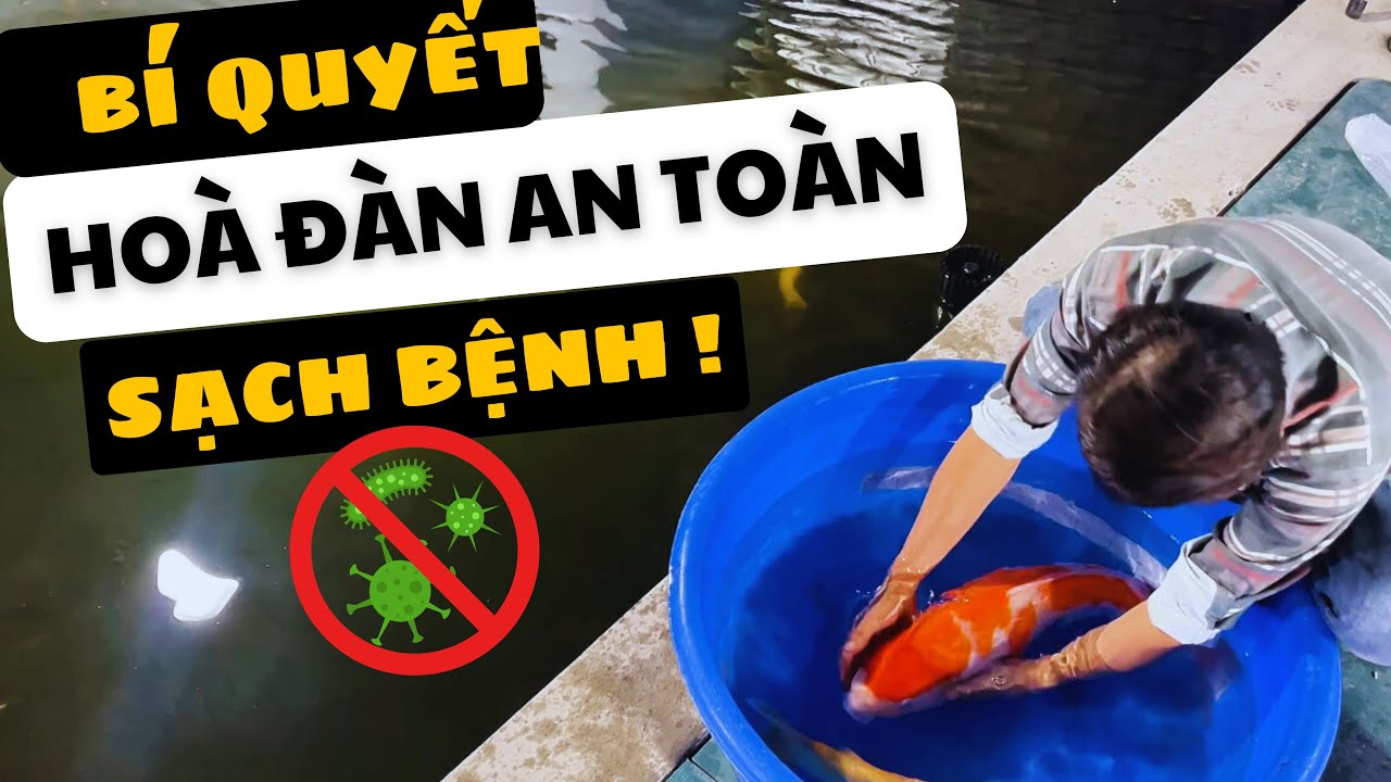 C&aacute;ch ho&agrave; đ&agrave;n khi c&aacute; koi khi về hồ mới, 8 bước quan trọng bảo vệ sức khoẻ c&aacute; koi  | King Koi Farm