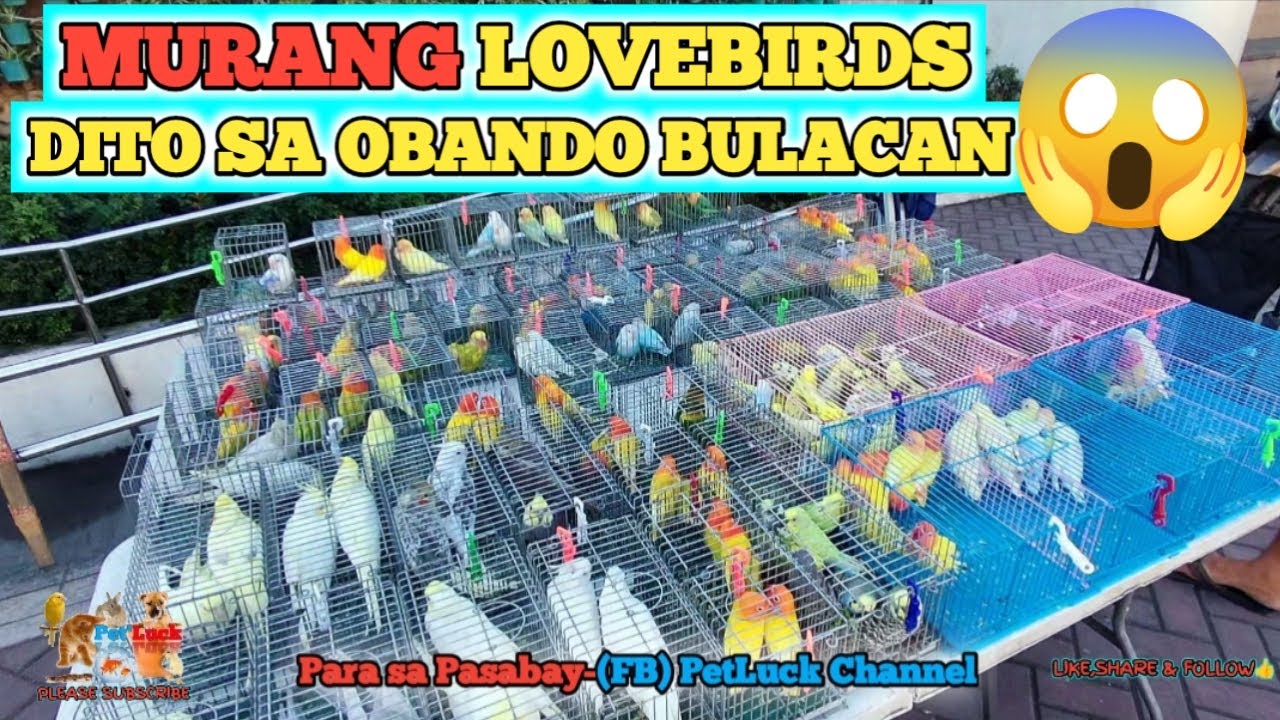 LOVEBIRDS SALE SA OBANDO BULACAN